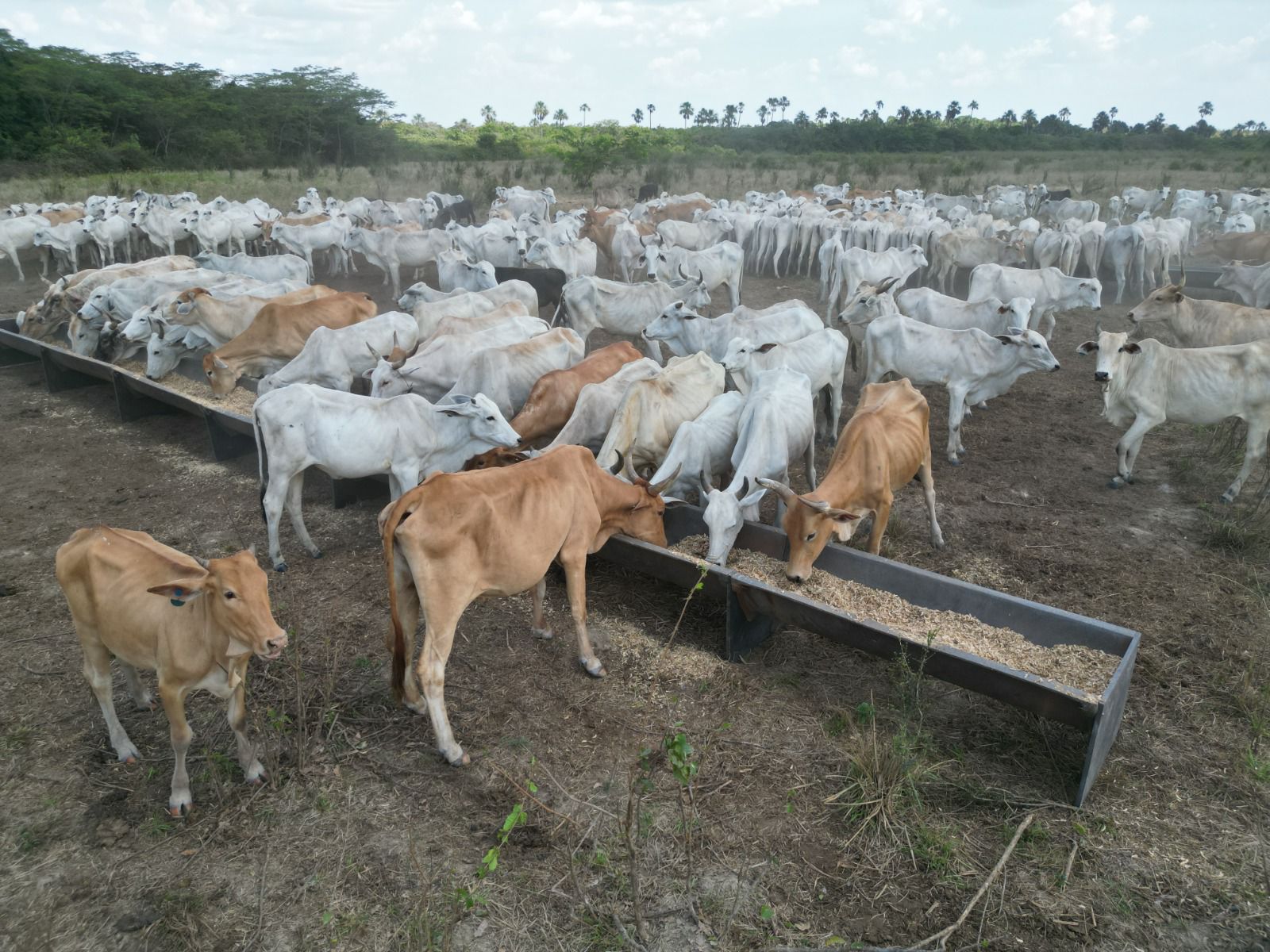 Cocho para gado: Ideal para maior produtividade e economia
