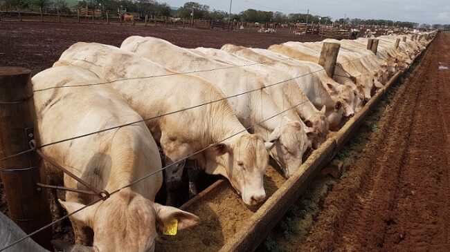 doenças instestinais bovinas alt="doenças-instestinais bovinas"