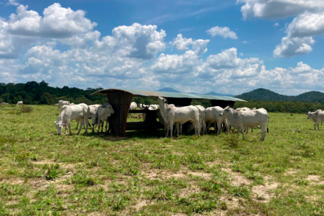 cochos-de-suplementação